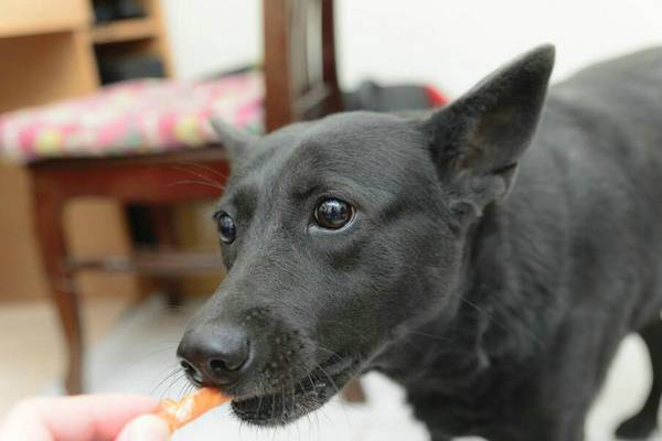 母狗產后吃什么