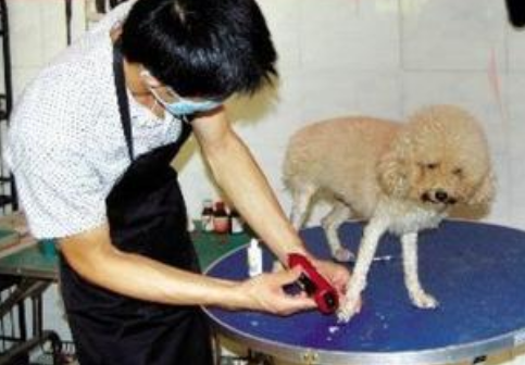 狗狗意外猝死 原因竟然是害怕被剃毛 
