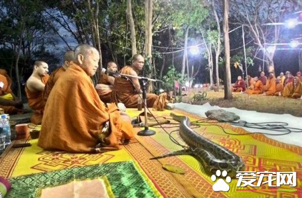 蟒蛇闖泰國誦經法會 爬上涼席一起聽經