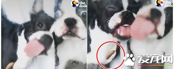 飼料粘玻璃對面 斗牛犬狂舔就是吃不到好痛苦