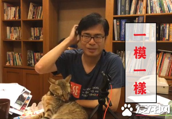 朕也想亮亮相! 愛貓亂入直播超會刷存在感