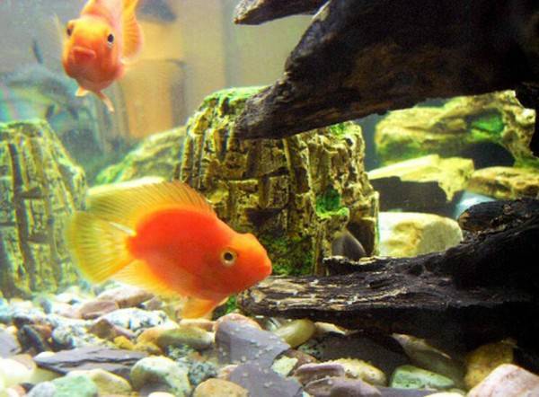 養發財魚要關燈嗎