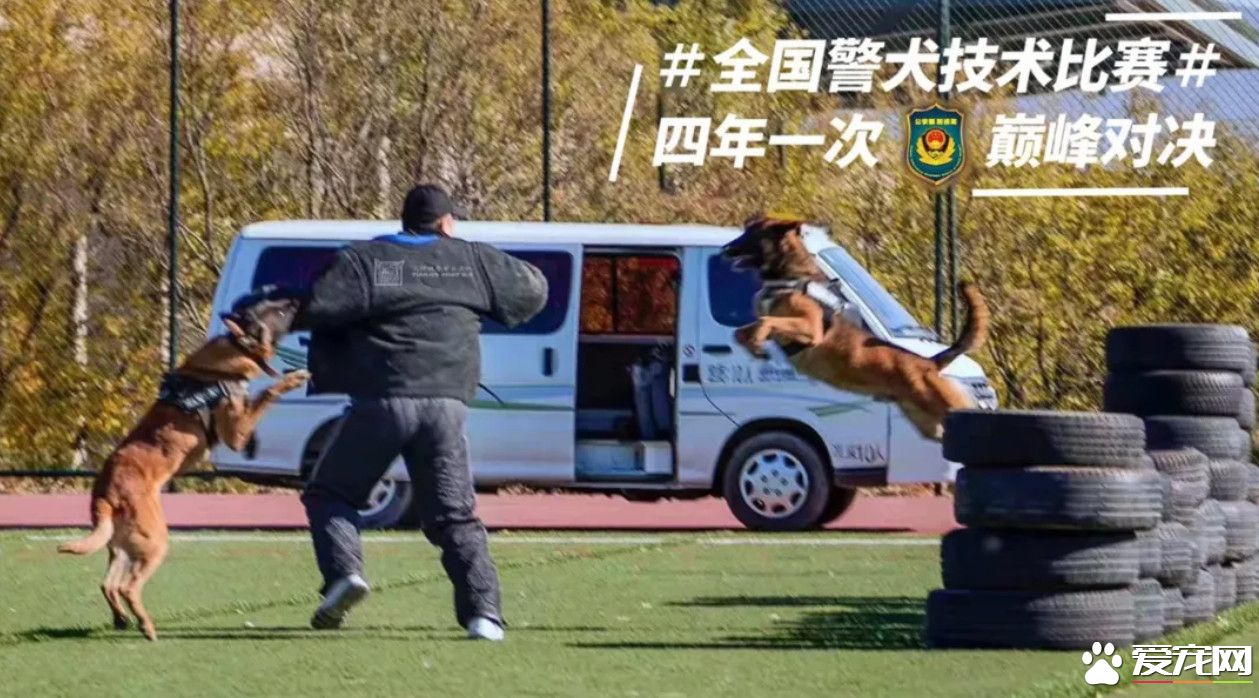 小黑警犬眉眼間橫貼ok蹦 堅定小表情萌翻網友
