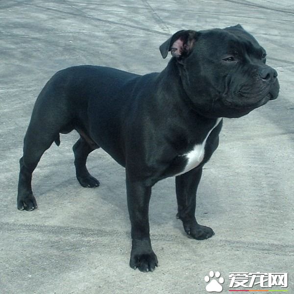 1.比特犬（美國斗牛梗） 