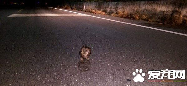 巡山員開車回家 驚見貓頭鷹站在馬路中央慌神