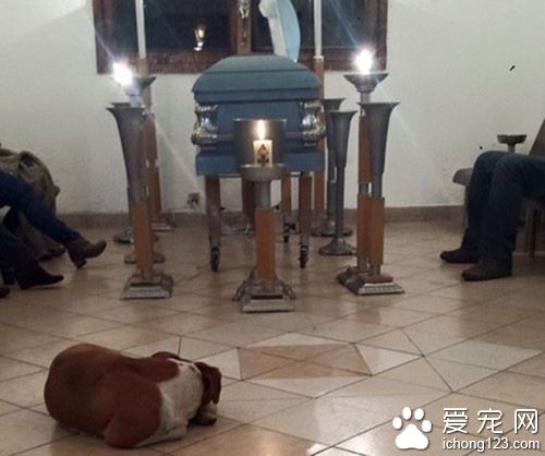 善良婦人多年收養流浪狗 死前狗狗均來送別