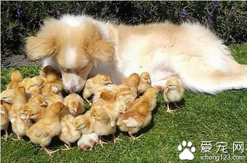 四個月邊境牧羊犬愛心泛濫 給27只小雞當“奶媽”