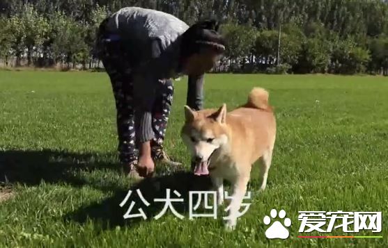 4歲柴犬寄養一千多天 法院拍賣意外走紅