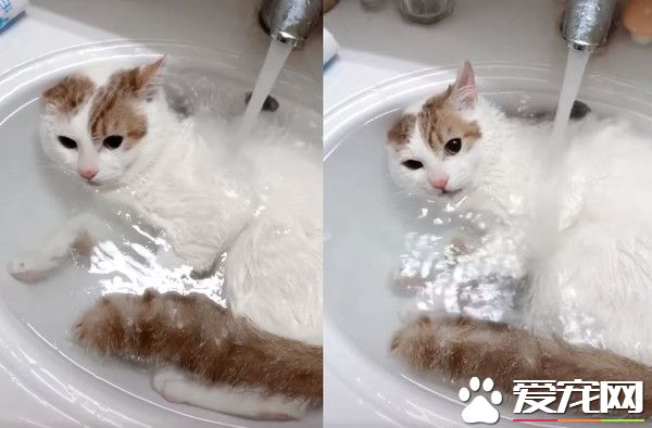 美喵貴妃姿躺洗臉盆 酥麻嬌聲喚奴才按摩