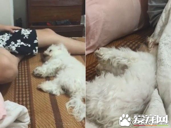 戲精<a href=/zhonglei/gou/ target=_blank class=infotextkey>狗</a>狗戲看太多 自學會劍砍裝死橋段