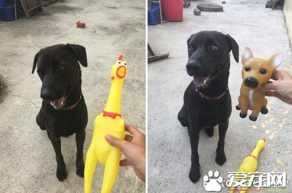 超有趣！只聽麻麻的呼喚的小狗菜包