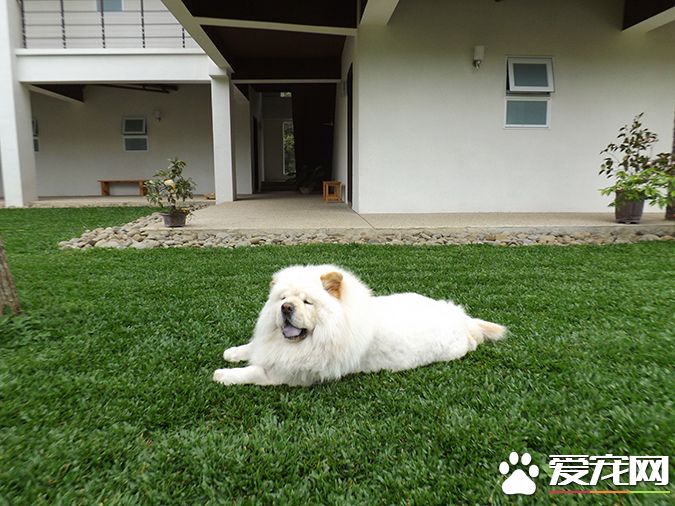 狗有幾種顏色 帶你探秘各種顏色的狗狗