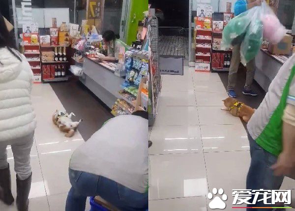 柴柴壞掉了嗎？柴柴跟把拔去超商躺大廳中央