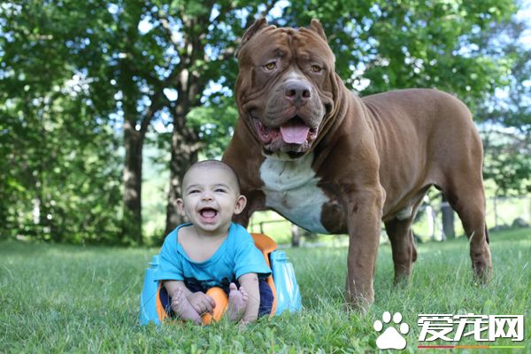 全球最大斗牛犬當“保姆” 長相兇殘卻很溫柔