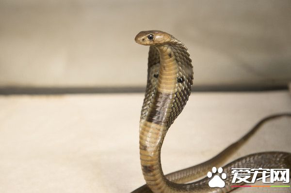 南京200眼鏡蛇逃家 過1個多月才通報