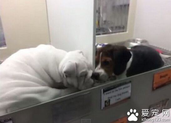 磨狗的小妖精 比格犬隔間聞法斗屁屁