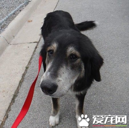 心碎同伴被車撞死 狗狗伴身邊默哀寸步不離