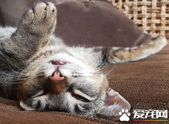 超可愛貓咪捕鼠員 被飯店正式聘用還有專屬員工證