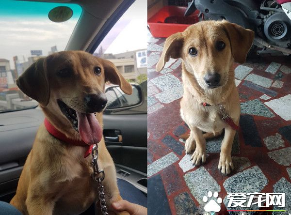 將被安樂死的米克斯汪 被收編后成受寵愛小孩