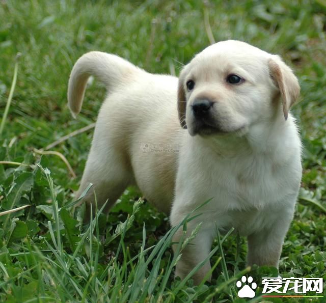 如何選擇寵物狗