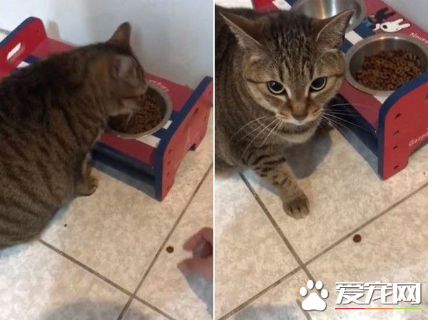 超過3秒不能吃啦 貓奴撿回飼料卻招來貓拳伺候