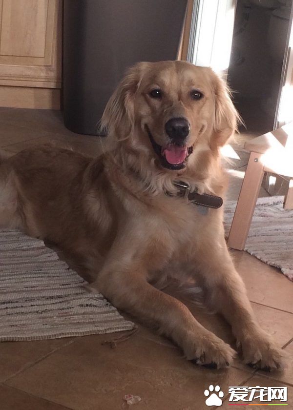 痛失好友的黃金獵犬 緣分讓他撿到另一個孤單的靈魂