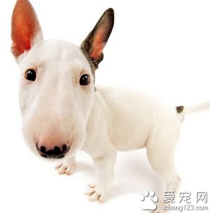 一只6歲大的牛頭梗公犬 紐約名犬秀上拿冠軍
