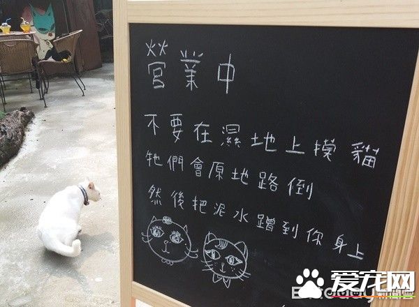 佛系經營方式的貓咖啡廳 現任店長背后故事超感人