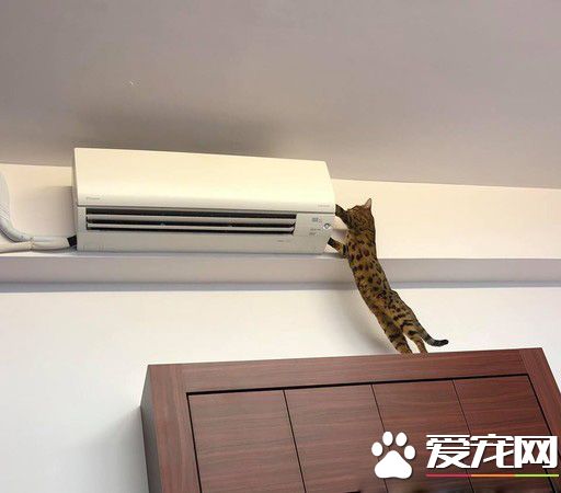 只是去上個班 豹貓鬧脾氣實力超萌撒嬌