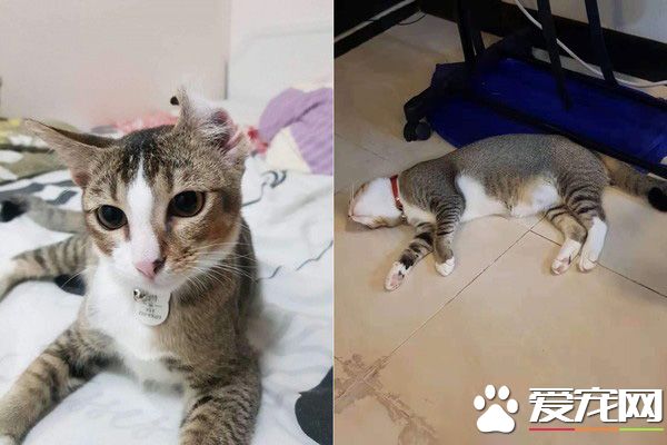 浪浪被收養前面似外星人 四個月后宛如換了只貓