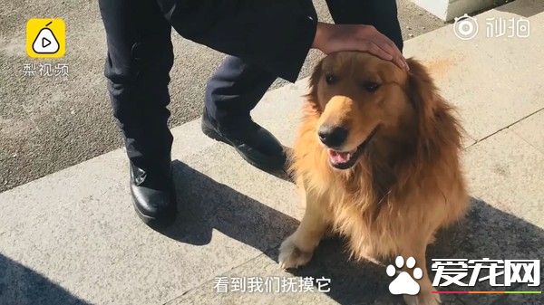 黃金獵犬兄弟檔走丟 卻不急著找主人只顧討吃