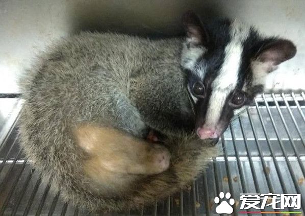 受傷野生動物不停哀嚎 動保員緊急為白鼻心救援