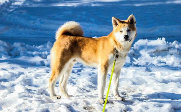 秋田犬哪里有賣的