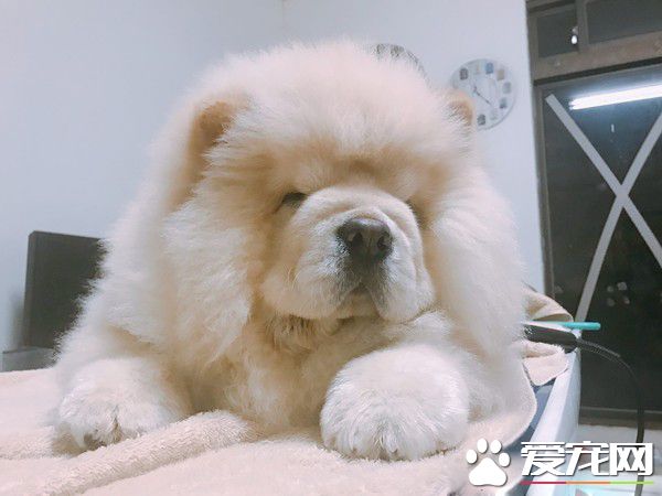 回家發現鬆獅弟弟趴著不動 搖動才驚覺全身僵硬了