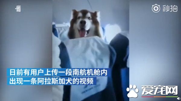 機上驚見巨型汪星人 南航：證件齊全的輔助犬