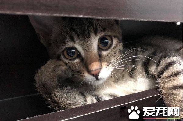 本宮乏了 喵皇貴妃躺等伺候霸氣十足