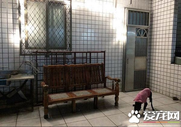 陪它走完最后一段路 年邁老黑狗遭遺棄