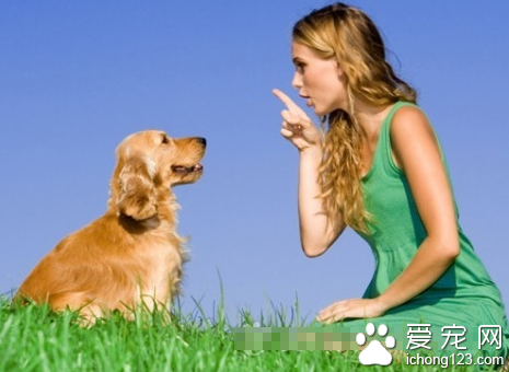 天熱犬性易焦躁失控 市民出行時要盡可能遠離寵物