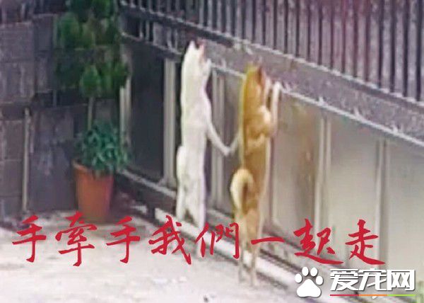 翹家慣犯柴兄弟 和外面汪密謀計畫一起逃家