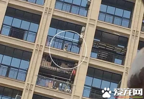 寵物狗陽臺死亡？背后原因是許多鏟屎官都會犯的錯誤