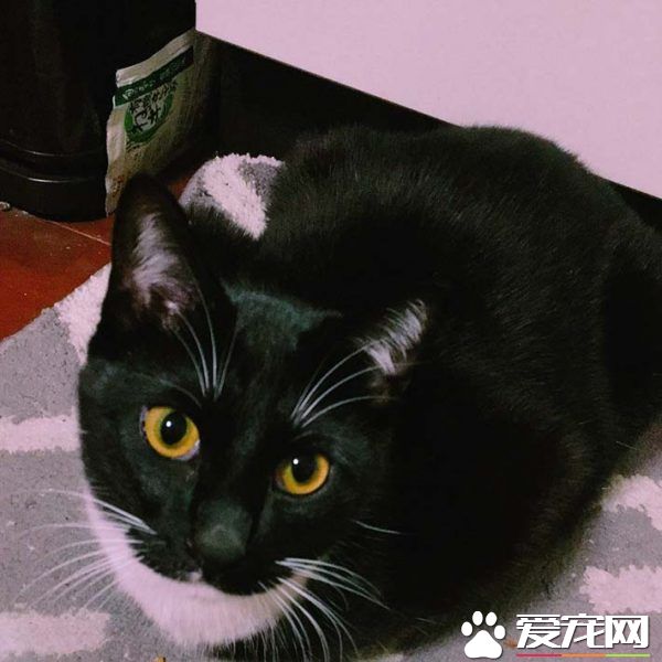 喵星人躺沙發擺囂張姿勢 超可愛模樣根本是人了
