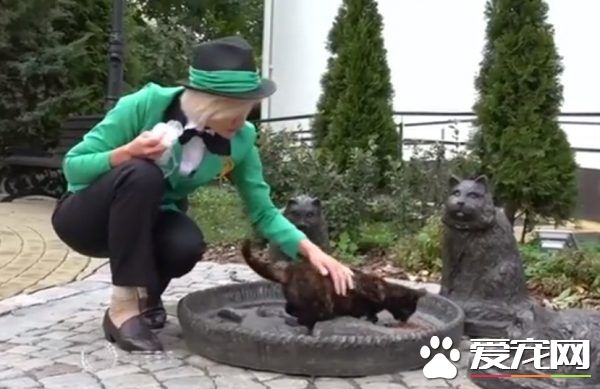 超夢幻職缺 負責照顧流浪貓的貓隊長