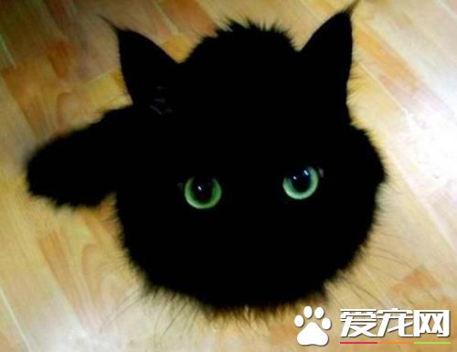 寵物貓之孟買貓