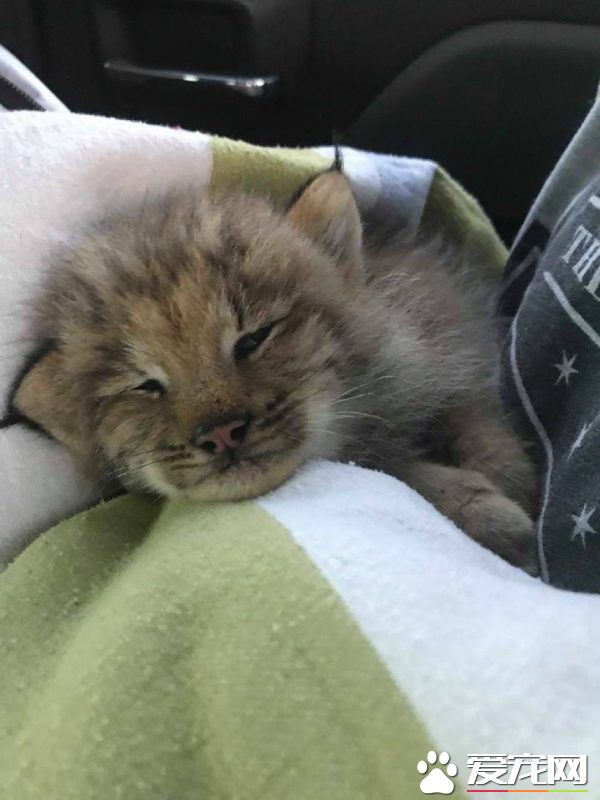 馬修偶遇小貓竟是被丟棄的猞猁  舉手之勞救猞猁命