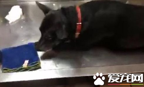 臺灣驚爆毒狗案 6只狗狗不幸中毒身亡
