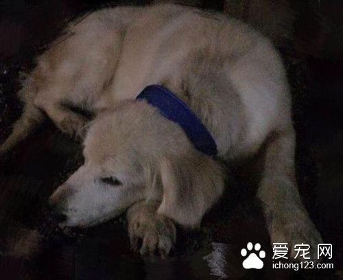 老金毛陪伴主人近十年 卻被無情棄養