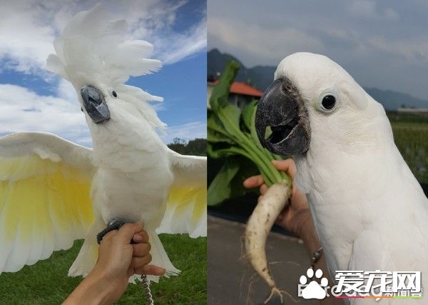 小霸王鸚鵡醫院檢查秒變樣 超級乖還會撒嬌