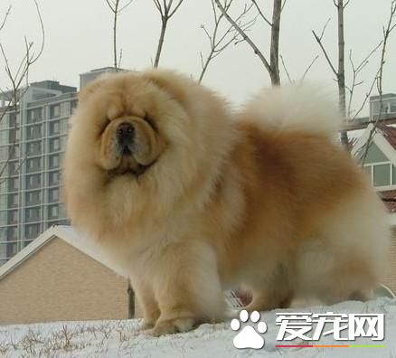 中國本土寵物狗