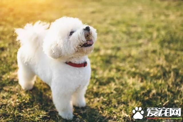 什么狗是理想的家庭犬？哈士奇并不算
