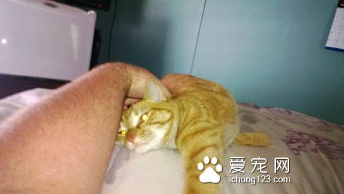 貓咪喜怒無常被摸摸的六階段心情轉折
